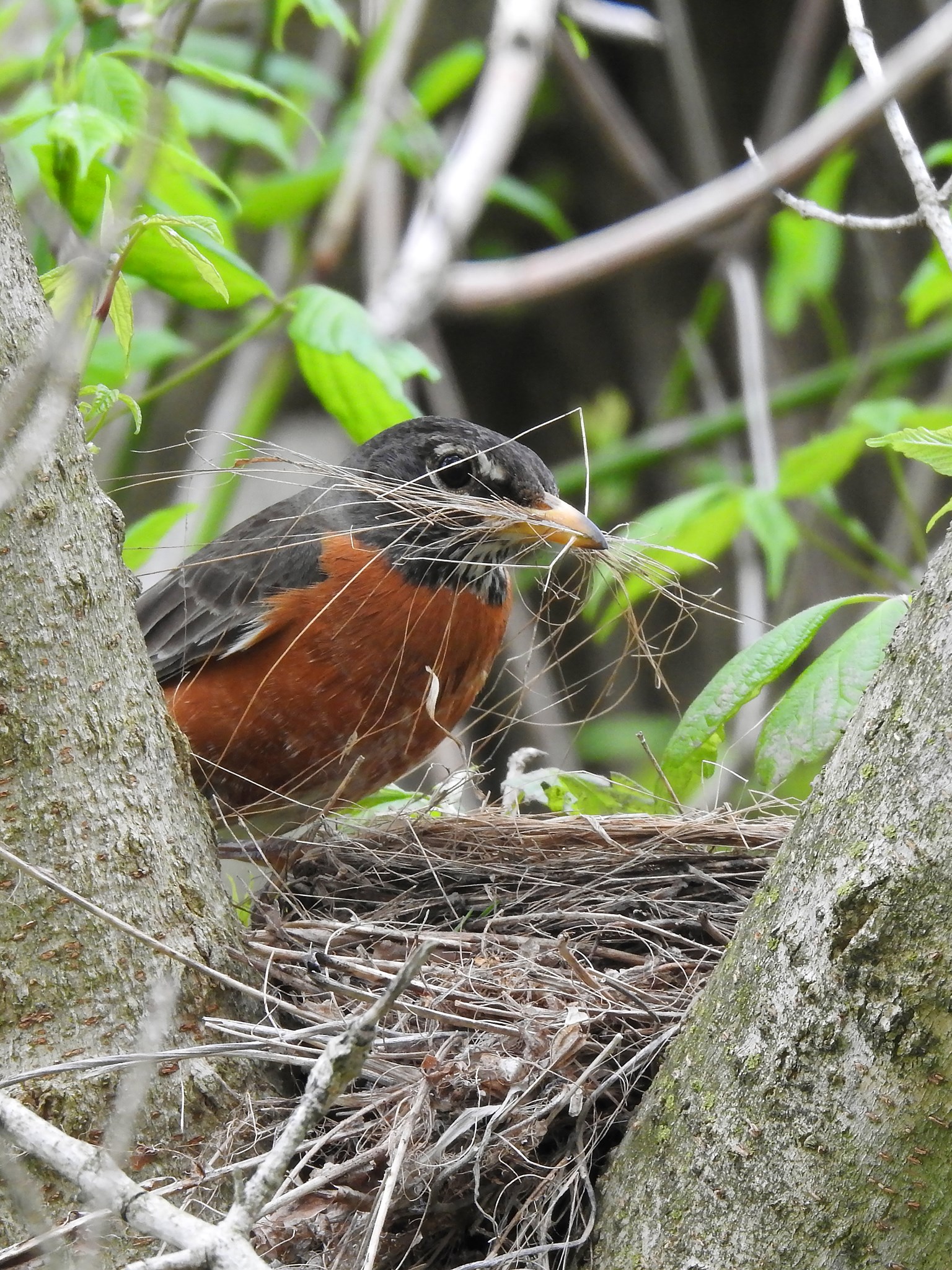 American robin adding grass to its mud-lined cup nest