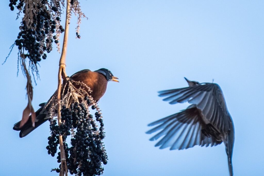 American Robin eating fruit from a palm