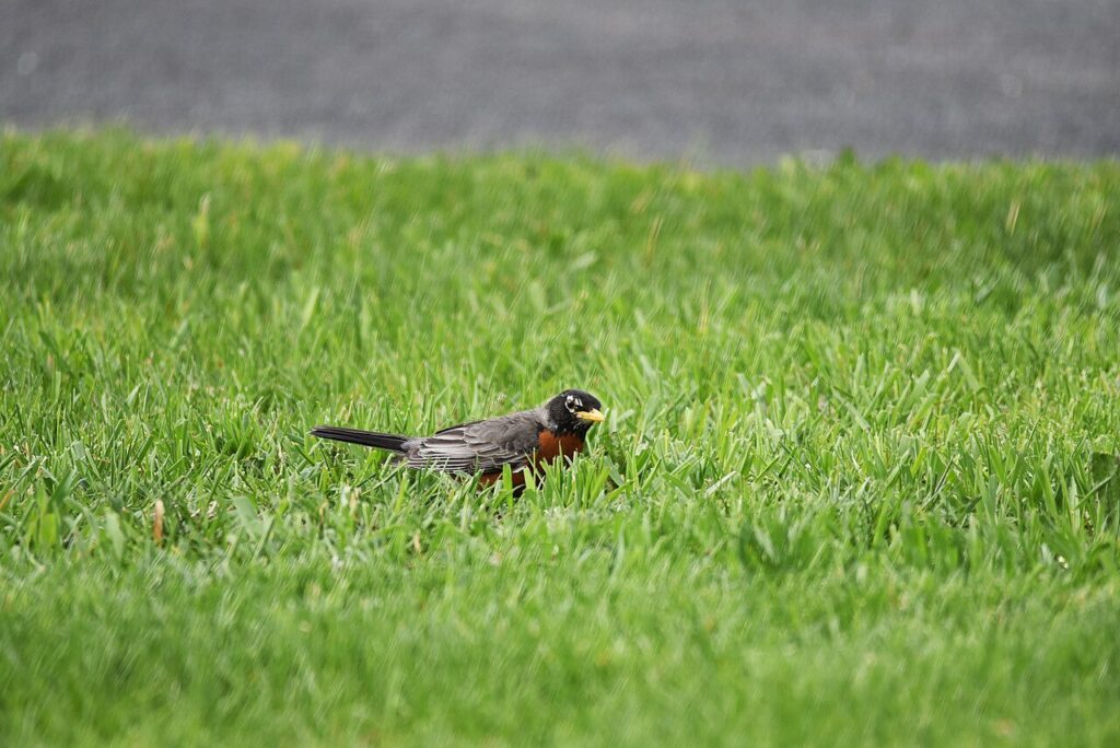 American robin hunting worms on a lawn