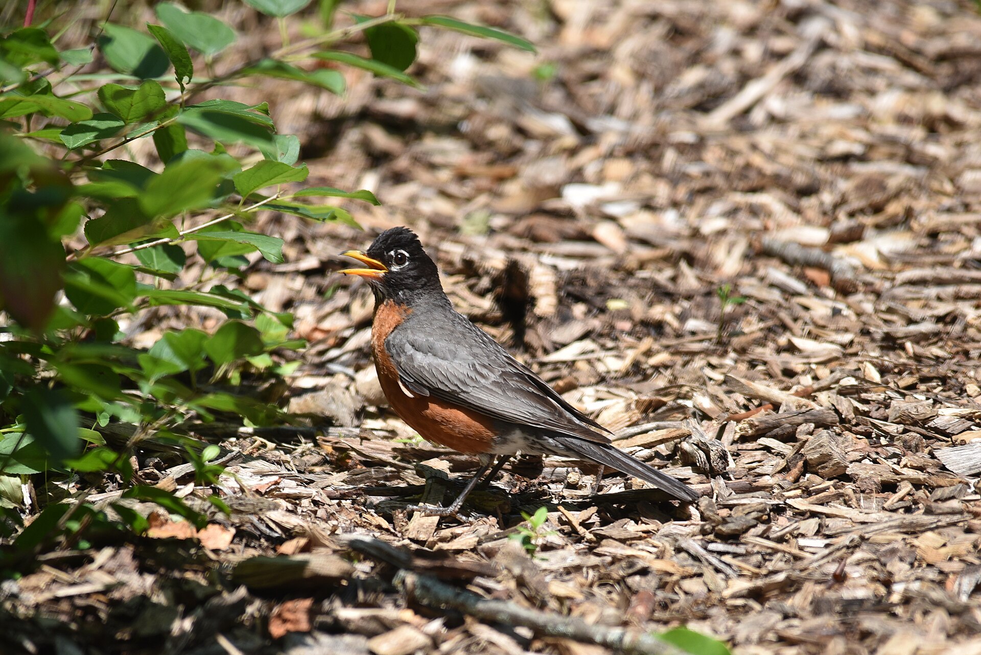 American robin with its bill open and wings held slightly out in the heat