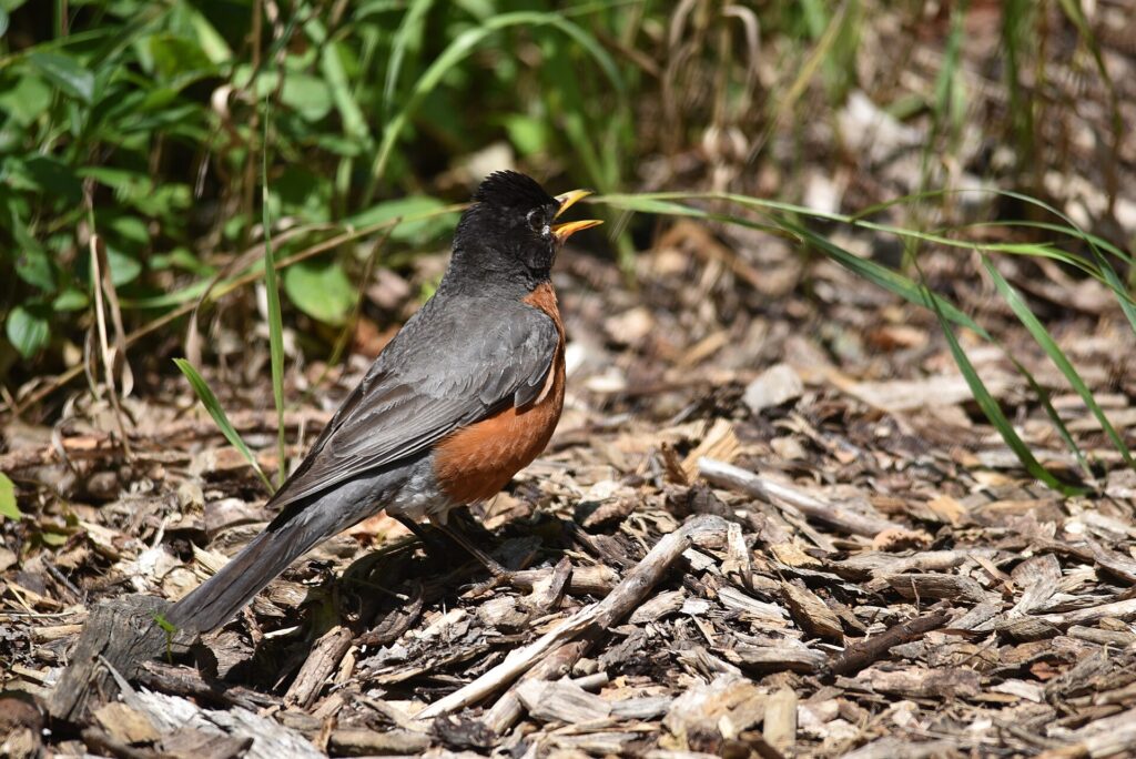 American robin standing on mulch with its bill open, panting to cool off