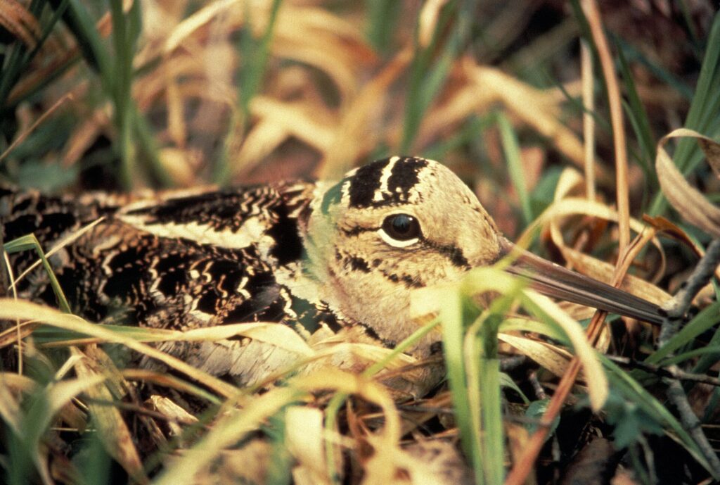 American Woodcock camouflaged on its nest in leaf litter