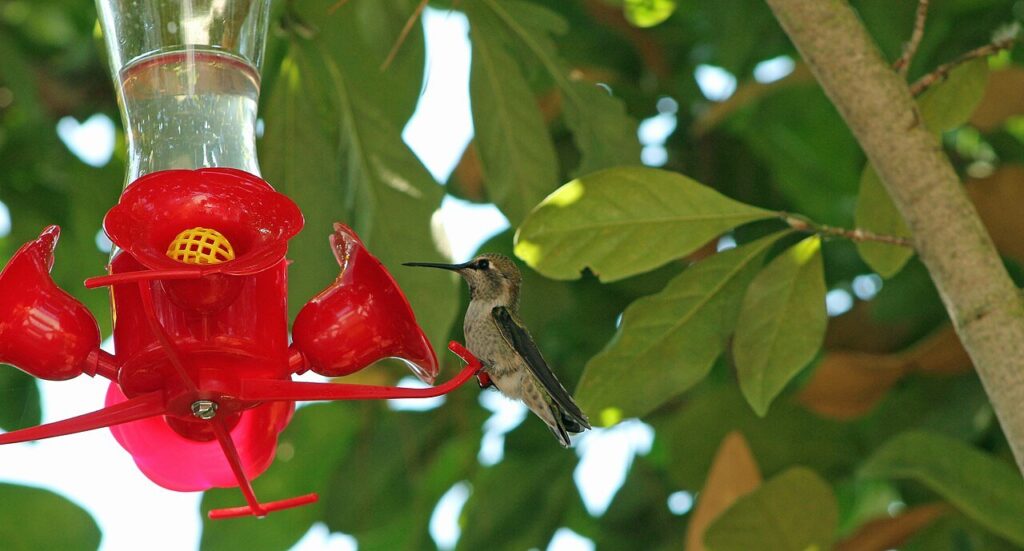 Male Anna's hummingbird