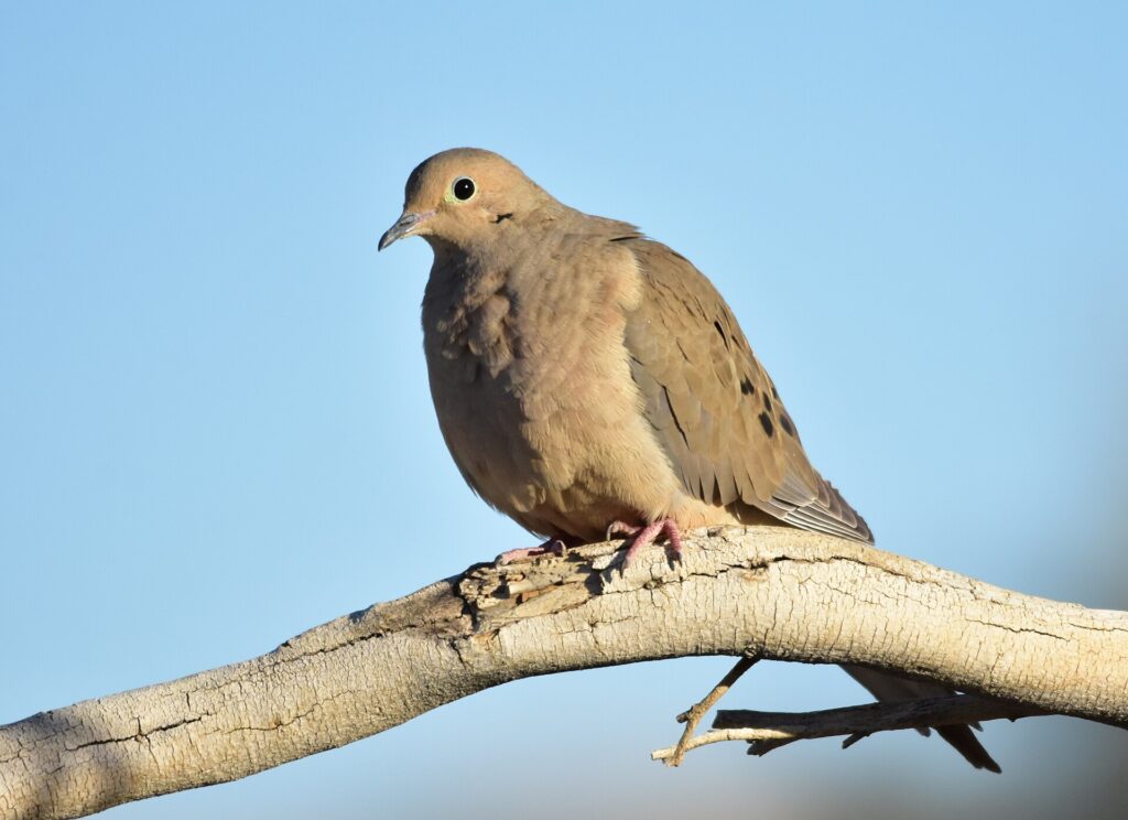 Mourning dove