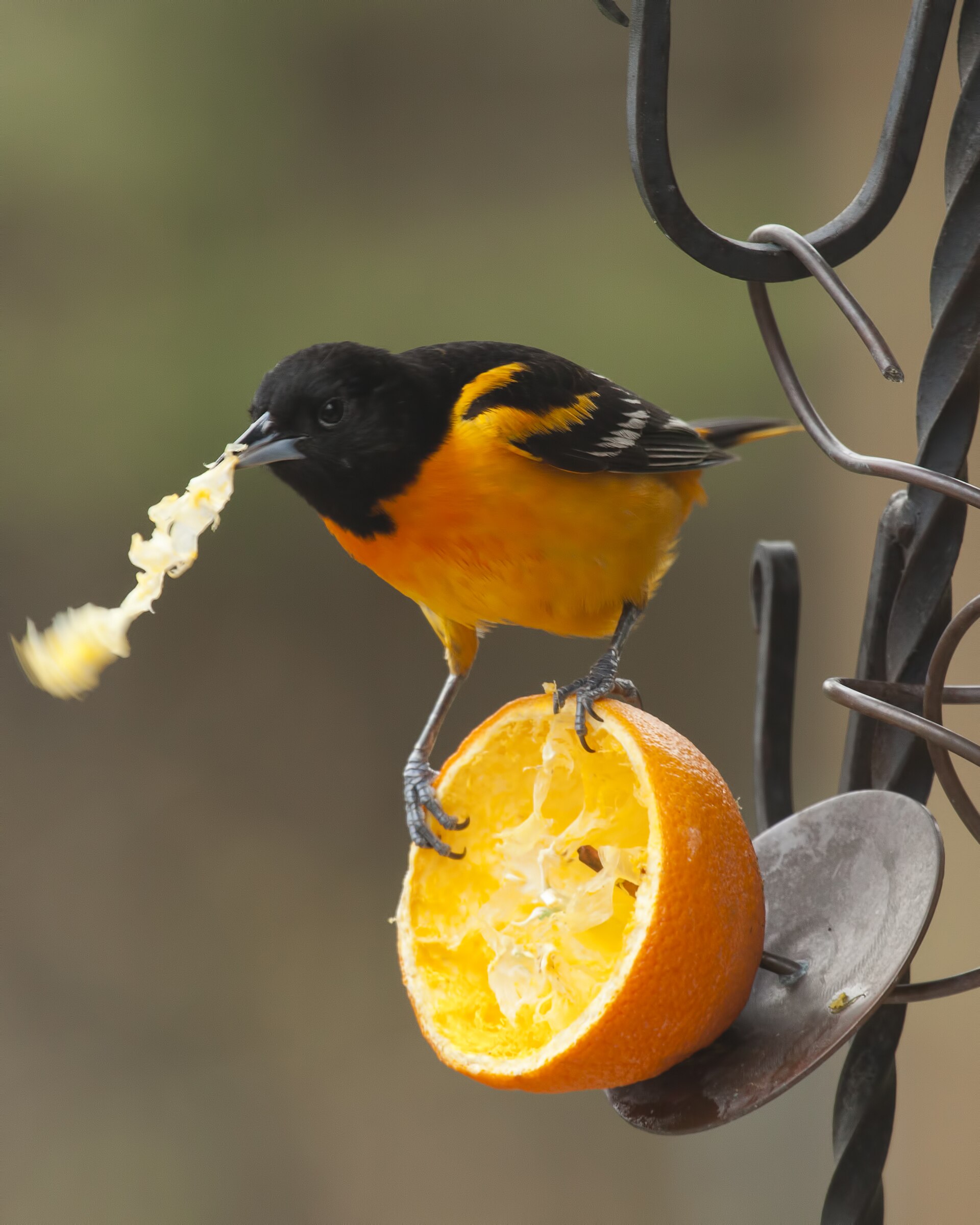 Baltimore oriole feeding on an orange half