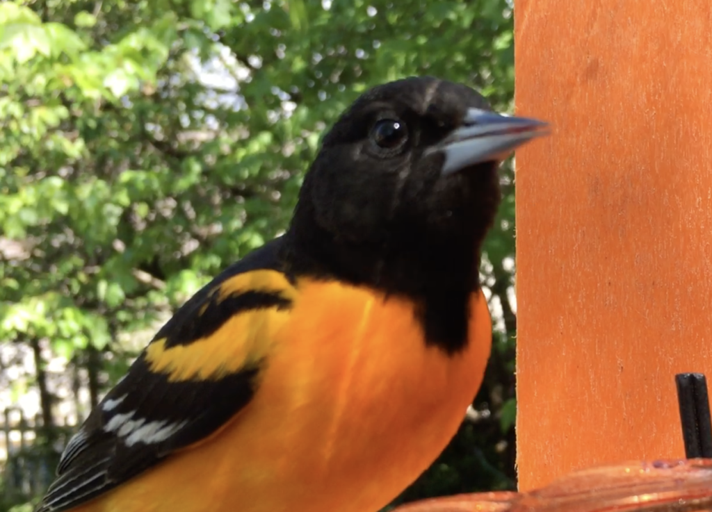 Adult male Baltimore oriole eating grape jelly from a dish feeder