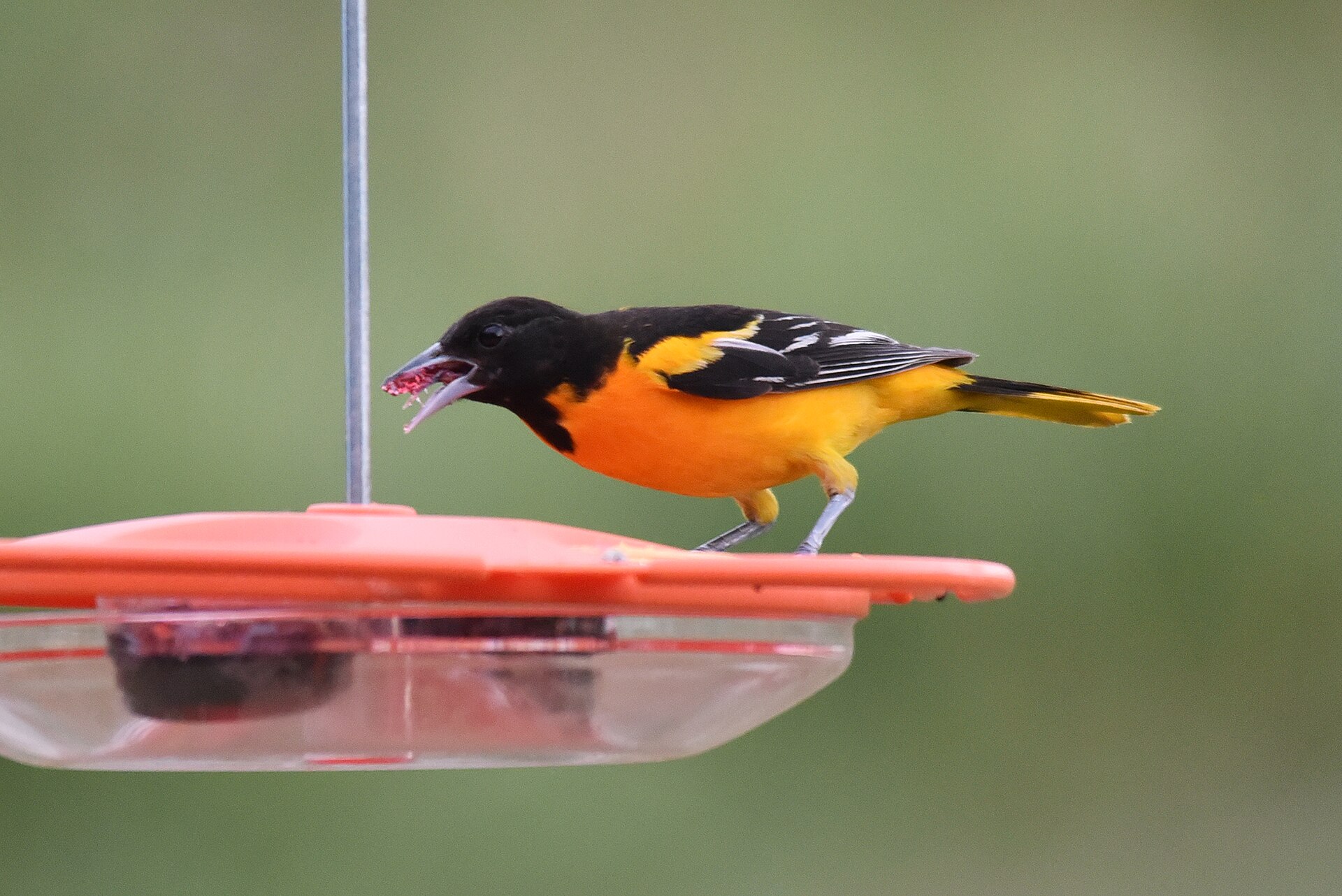 Male Baltimore oriole eating grape jelly from an orange feeder