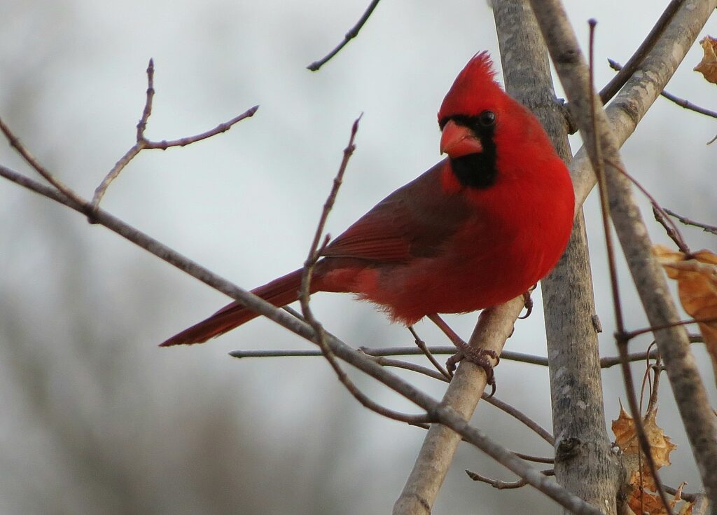 Northern cardinal
