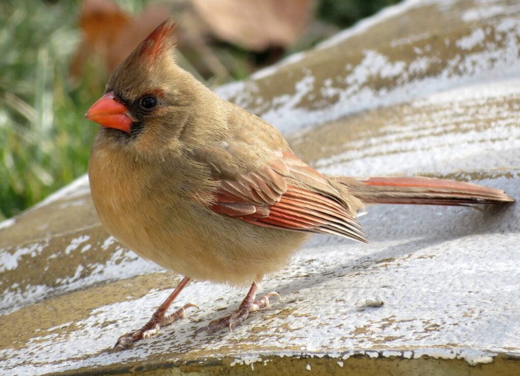 Female northern cardinal