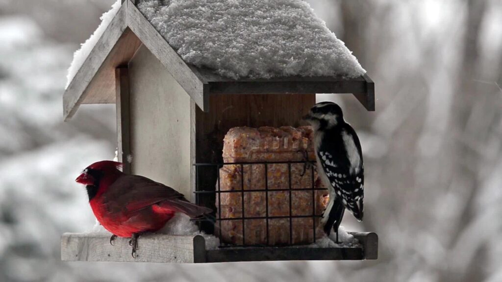 Northern cardinal and downy woodpecker at a roofed hopper feeder with suet cages in winter