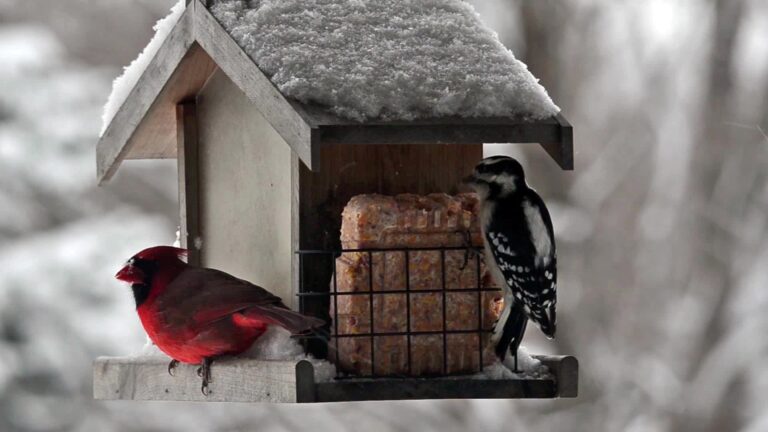 Northern cardinal and downy woodpecker at a roofed hopper feeder with suet cages in winter