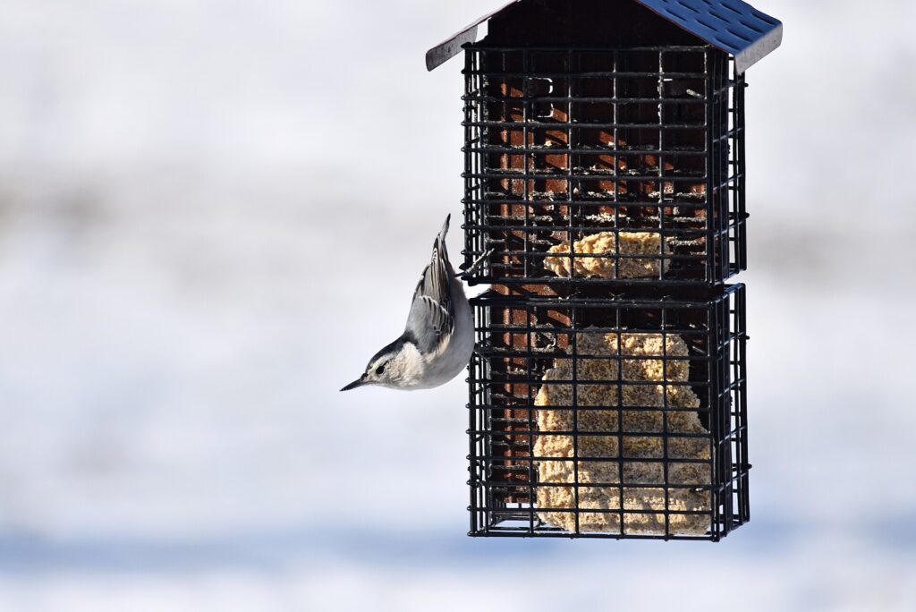 White-breasted nuthatch clinging to a caged suet feeder in winter
