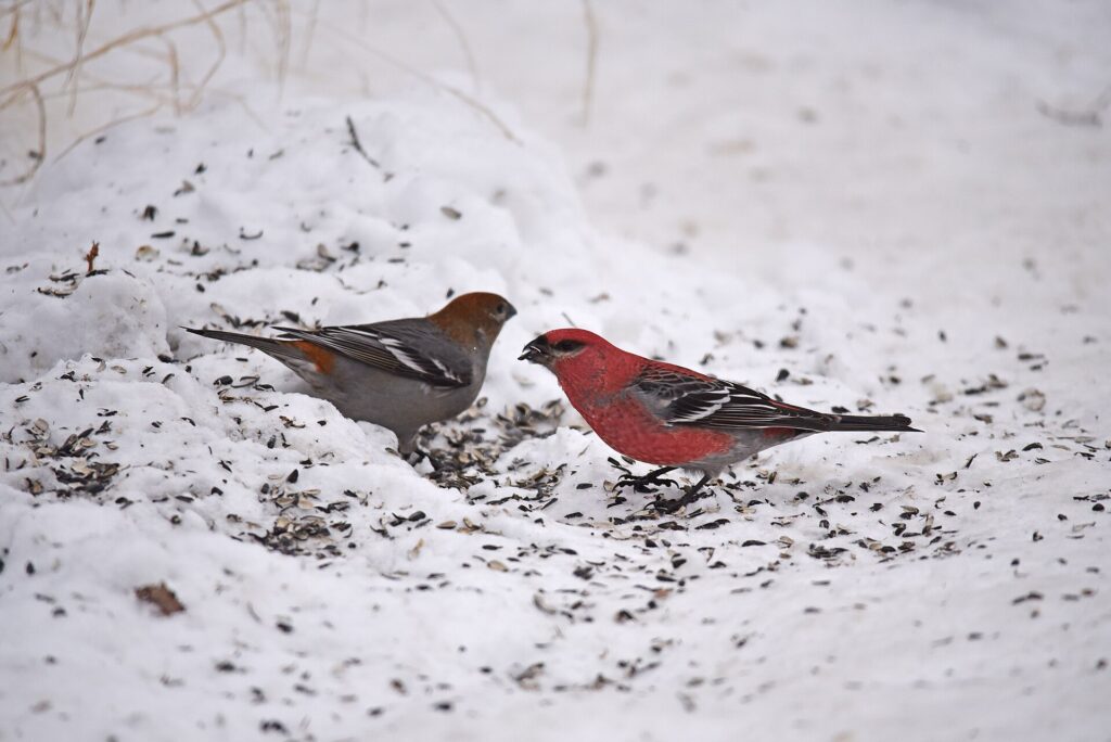 Pair of pine grosbeaks eating spilled seed in the snow under a bird feeder