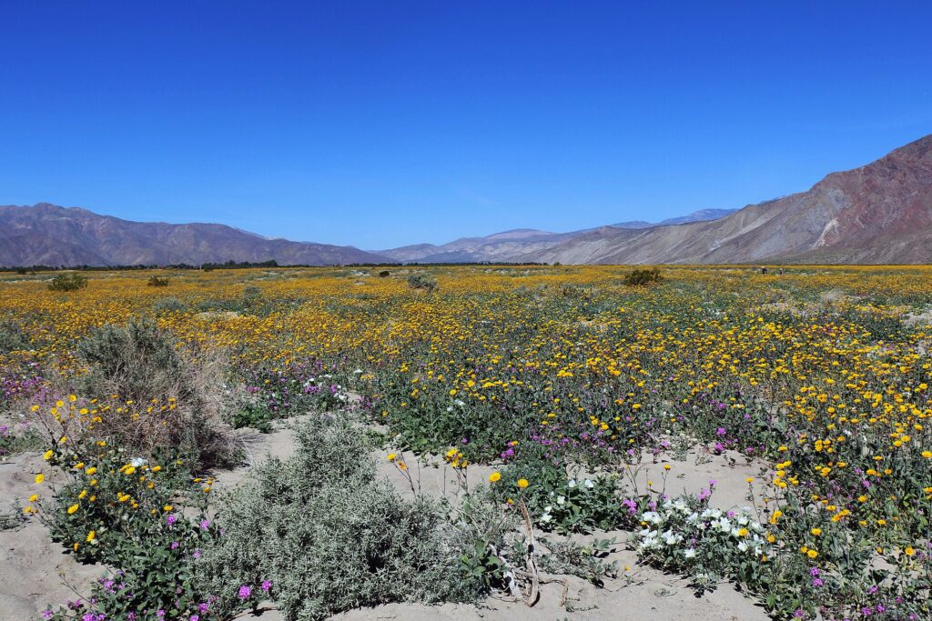 Field of sunflowers