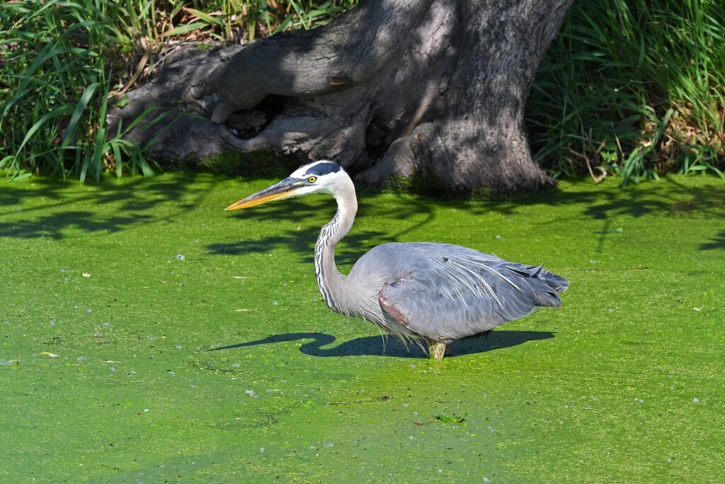 Great blue heron