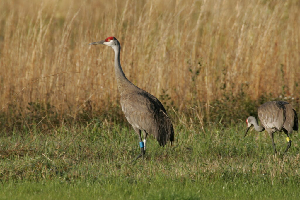 Mississippi sandhill crane