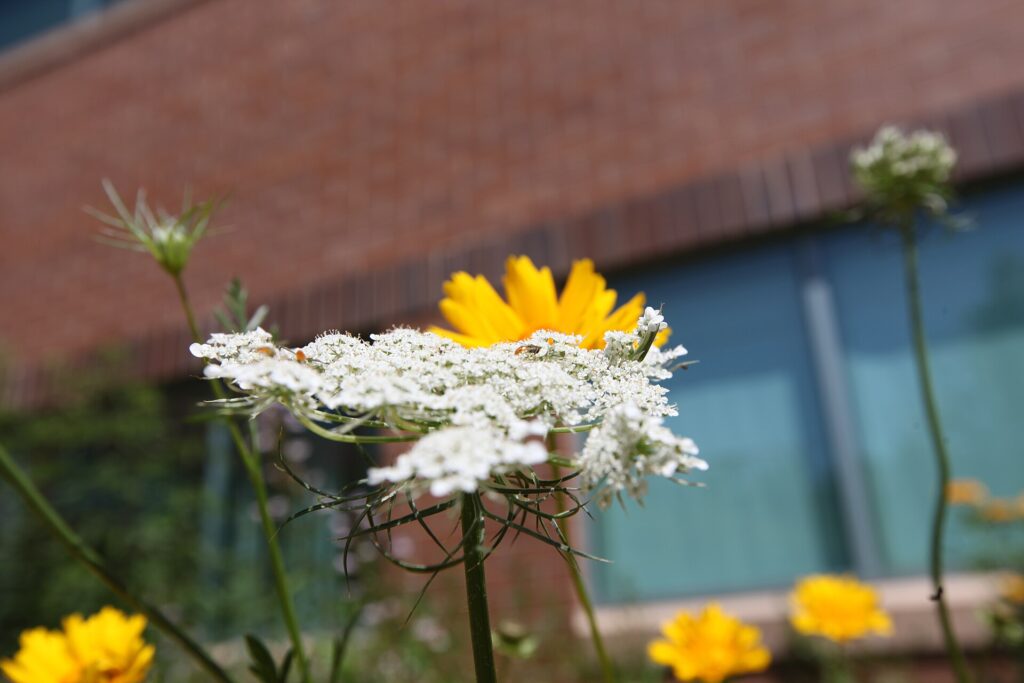 Pollinator garden with native plants