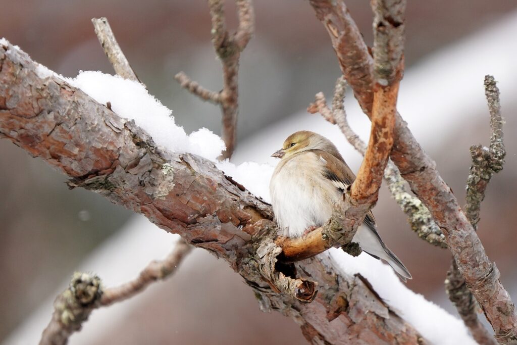 American goldfinch
