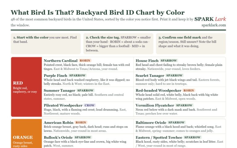 Printable backyard bird ID chart by color