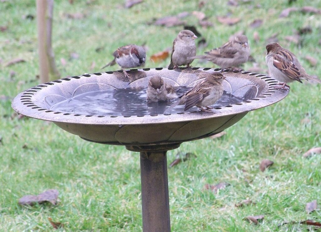 Several small birds bathing together in a garden bird bath