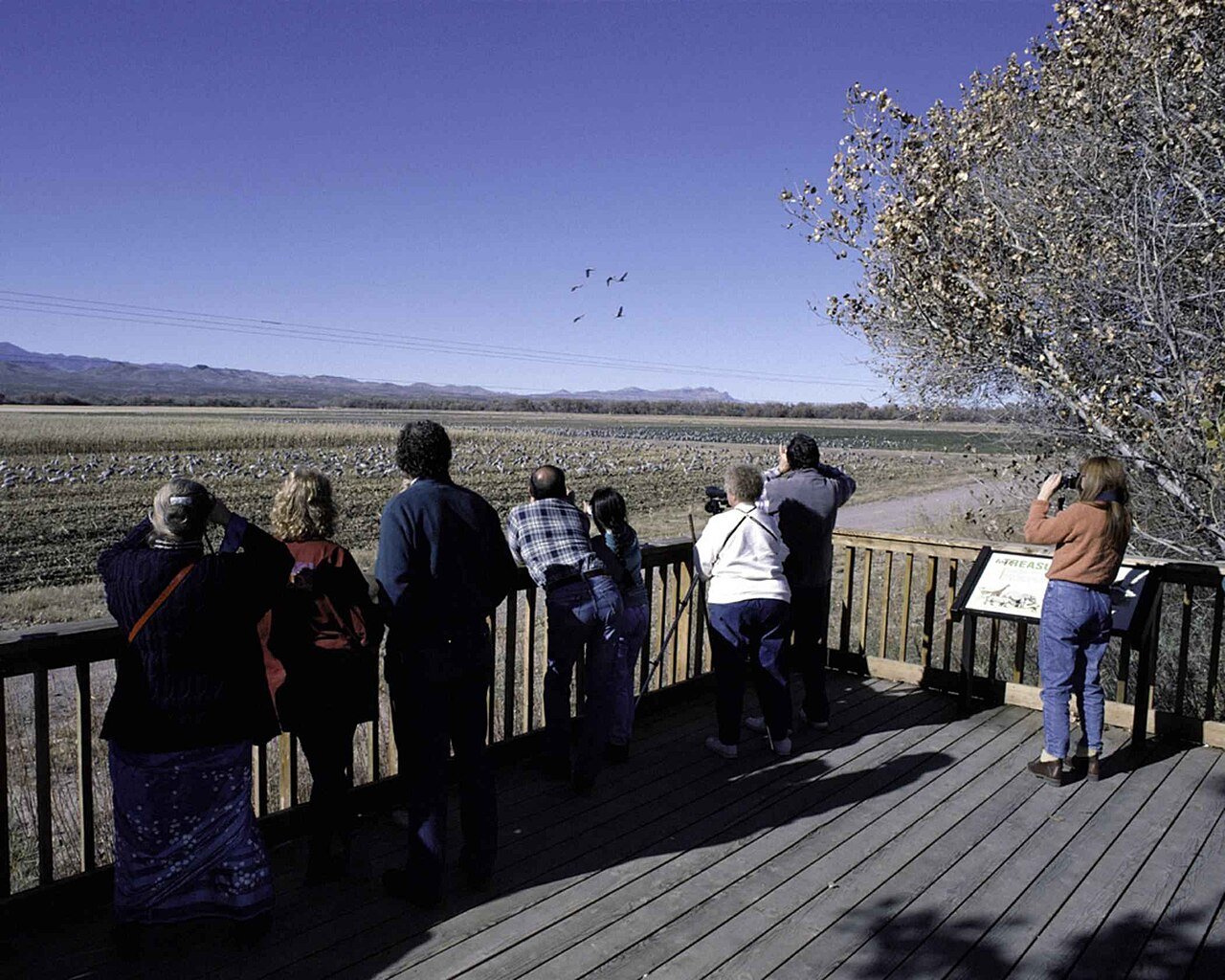 Birdwatchers on a deck with binoculars and cameras