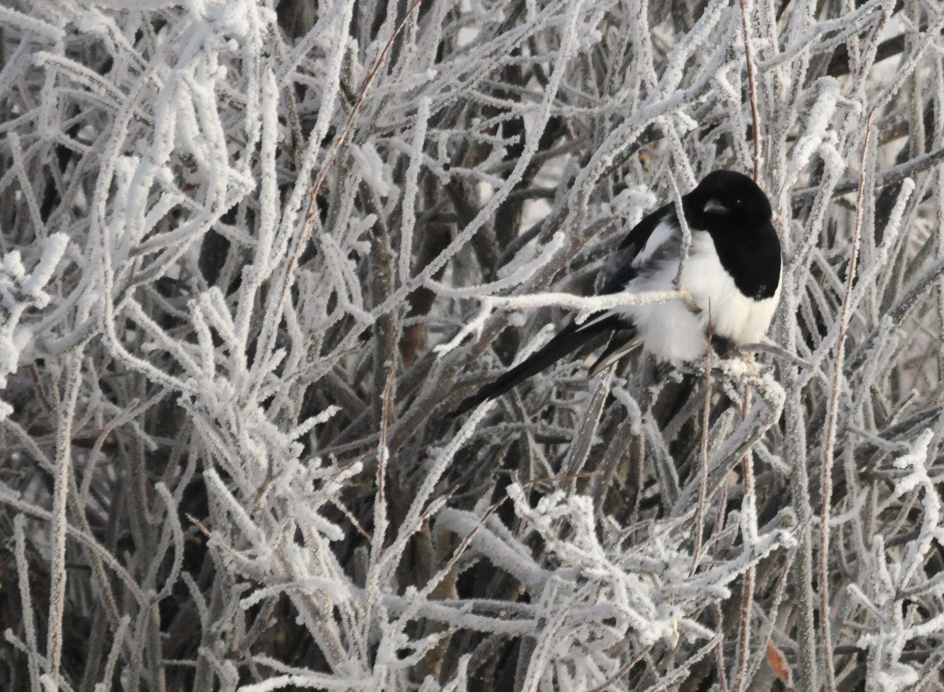 Black-billed magpie perched in frosted branches showing black and white plumage