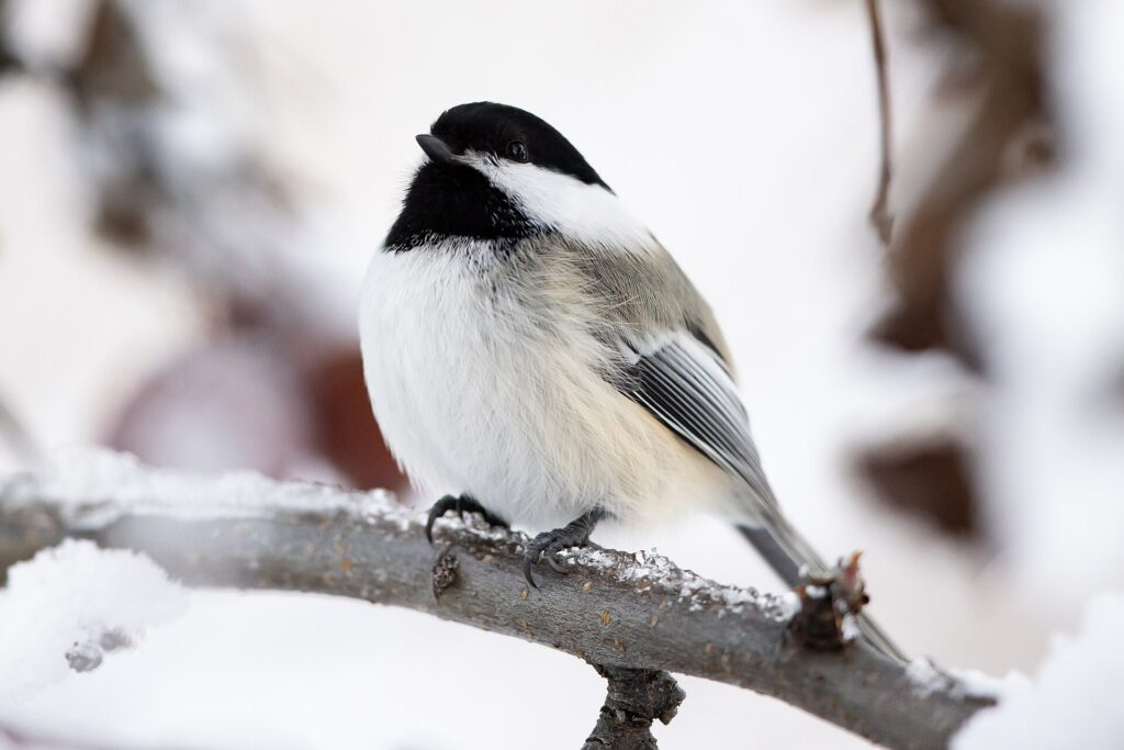 A black-capped chickadee on a snowy branch