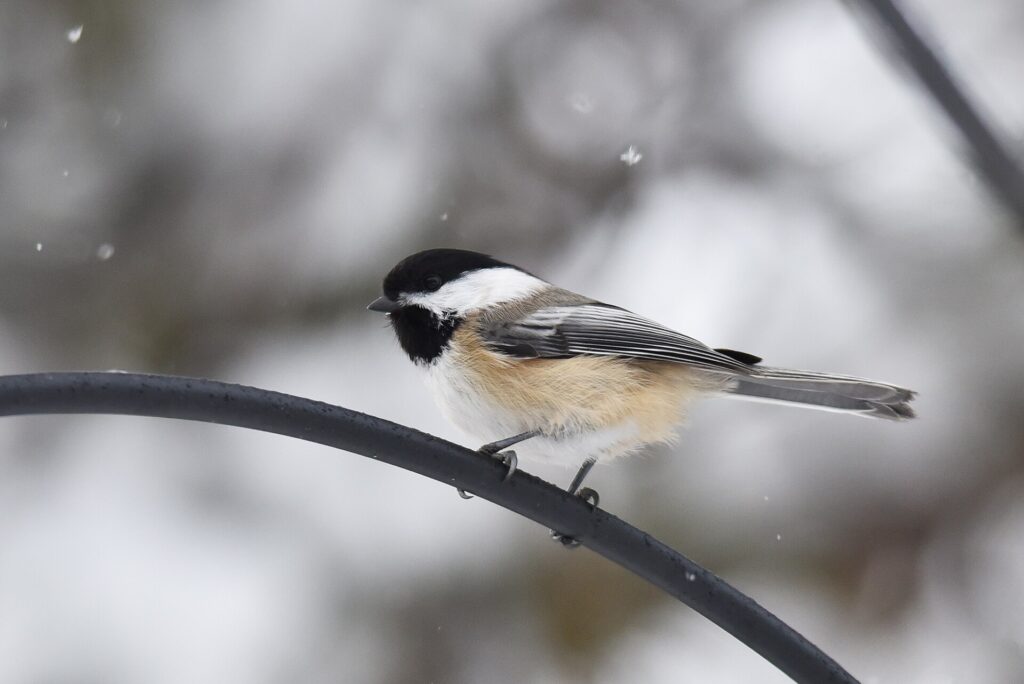 Black-capped chickadee perched on a feeder pole in falling snow