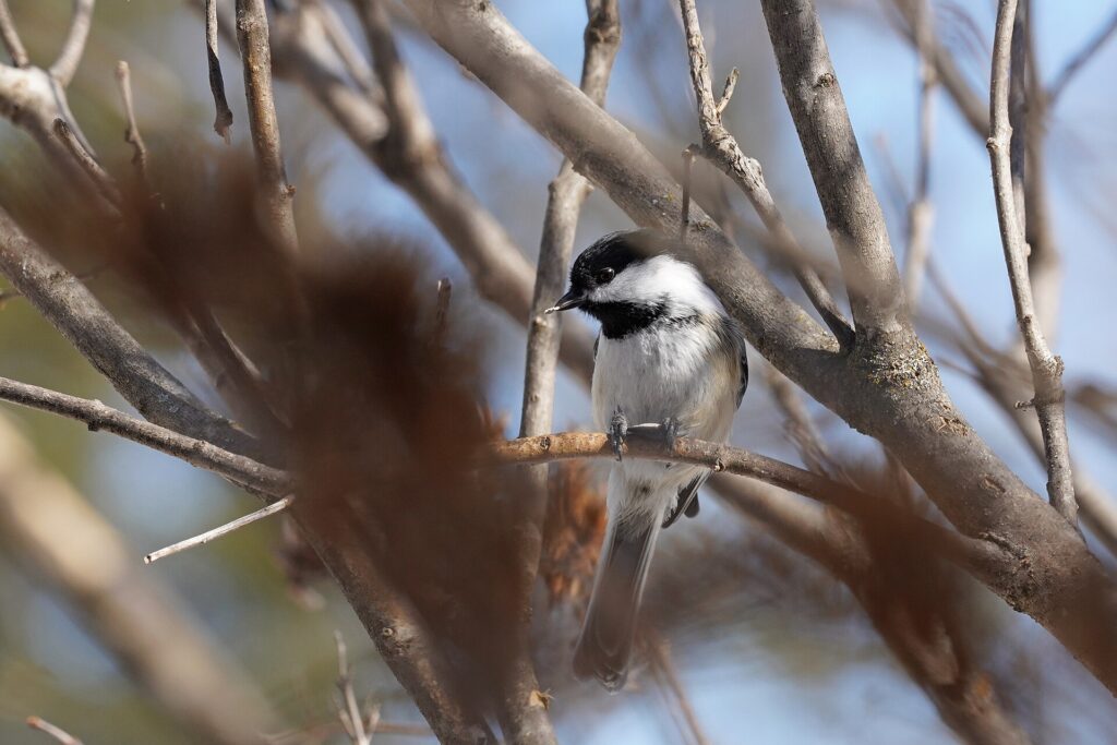A black-capped chickadee perched on a twig