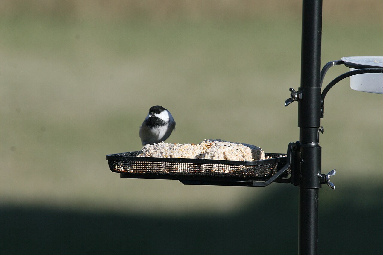 Black-capped chickadee feeding on a suet cake