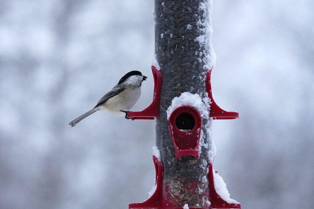 Black-capped chickadee perched on a branch in winter