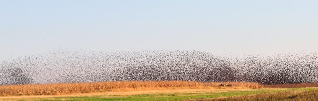 A fall blackbird flock of several thousand birds swirling over a marsh at dusk