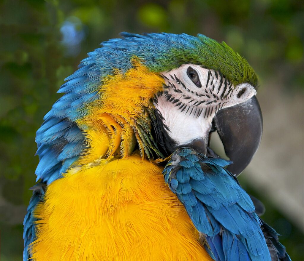 Close portrait of a blue-and-gold macaw showing its blue back, yellow chest and large black bill
