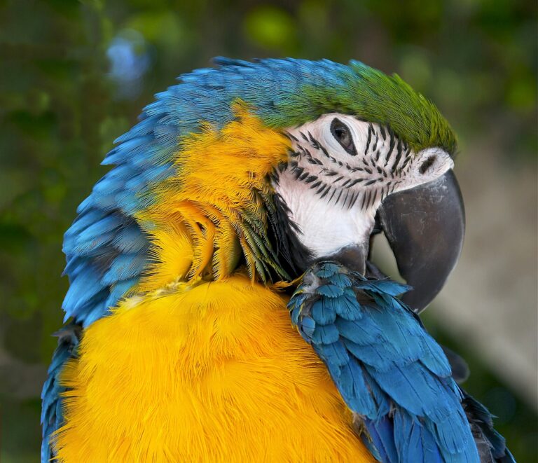Close portrait of a blue-and-gold macaw showing its blue back, yellow chest and large black bill