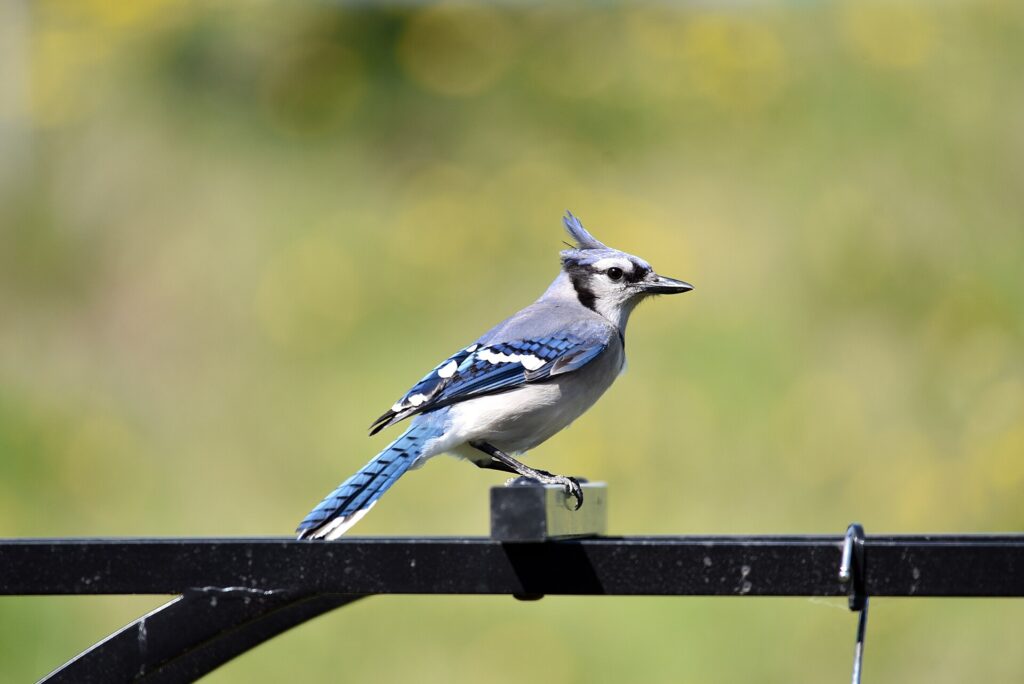 A blue jay perched on a branch