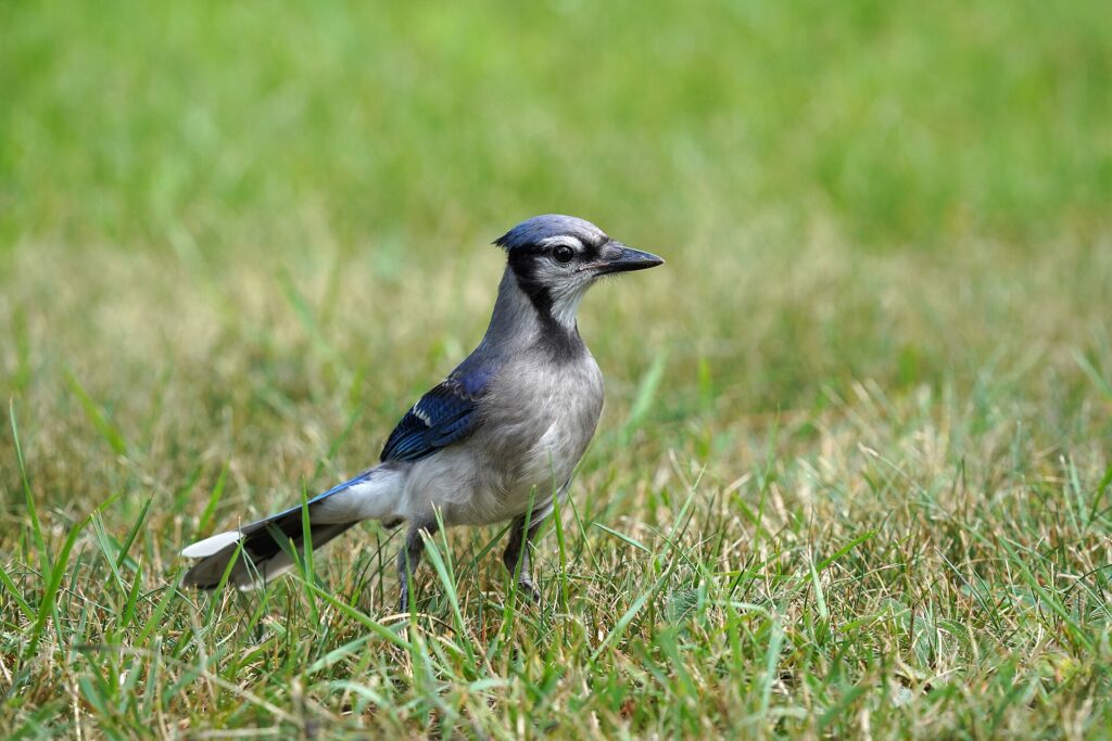 A blue jay perched in winter