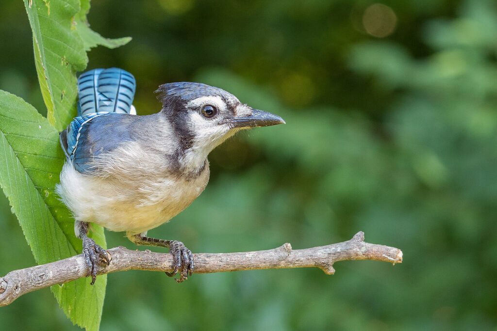 A blue jay perched in a tree