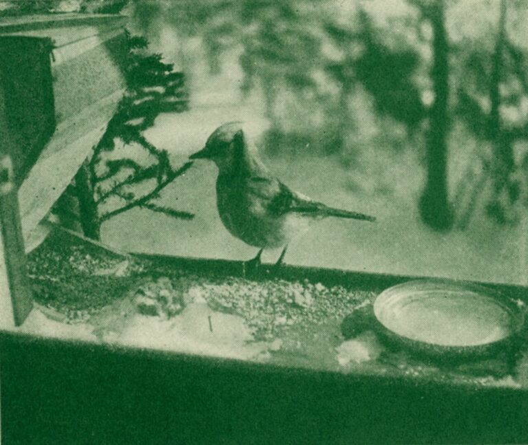 Blue jay perched at a window feeding tray