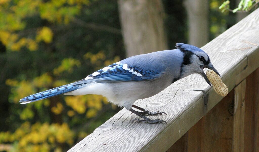 Blue jay holding a whole peanut in its bill