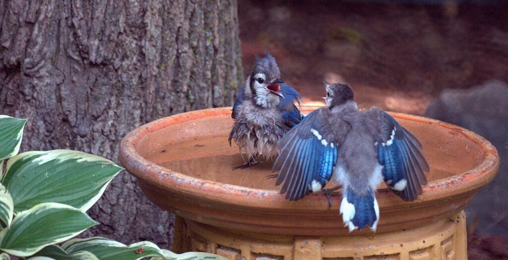 Two blue jays bathing in a backyard bird bath