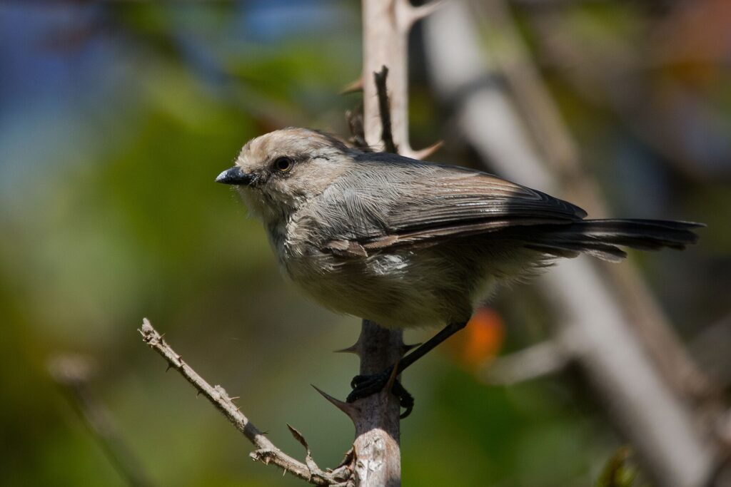 Female Bushtit perched on a twig, the only North American member of the long-tailed tit family