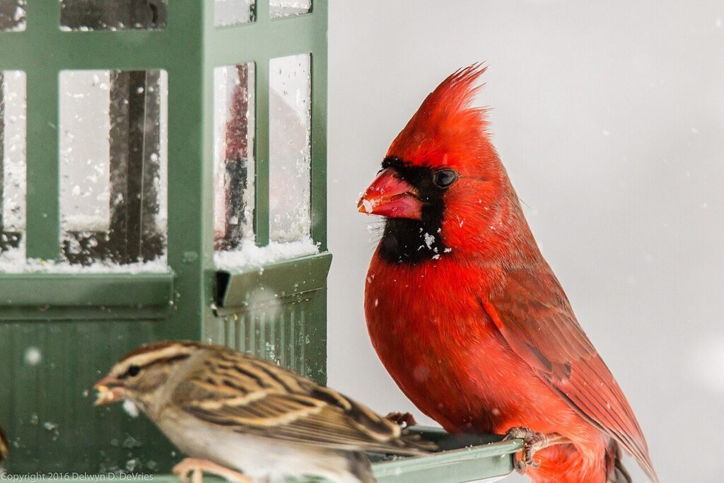 Male northern cardinal at a bird feeder in falling snow