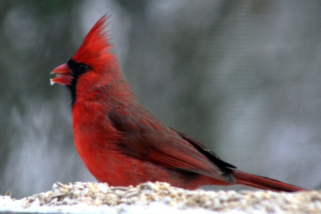 Male northern cardinal with a white safflower seed