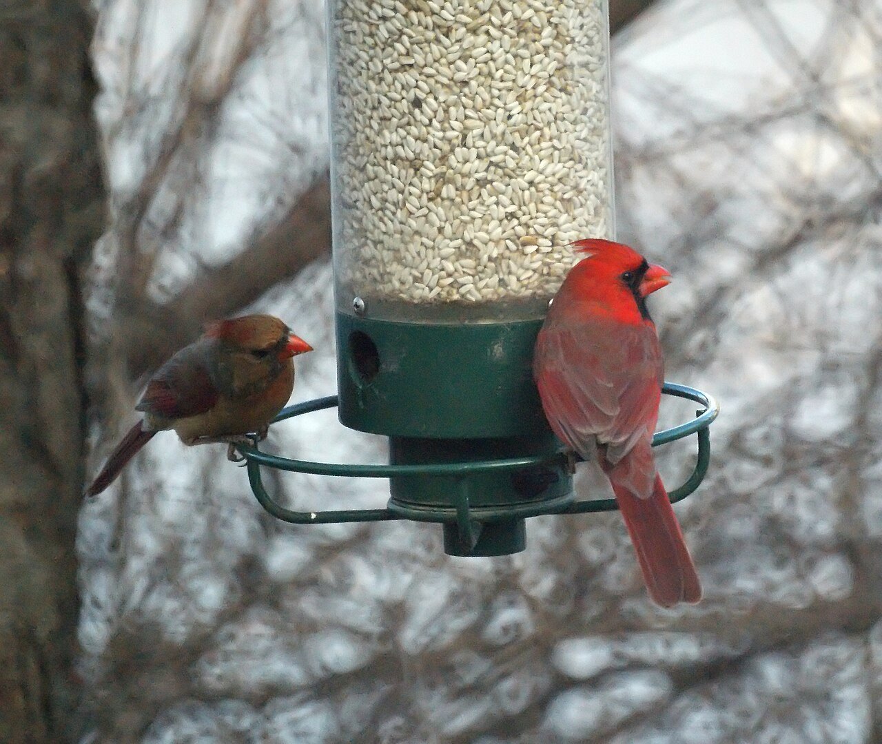 Male and female northern cardinals at a bird feeder