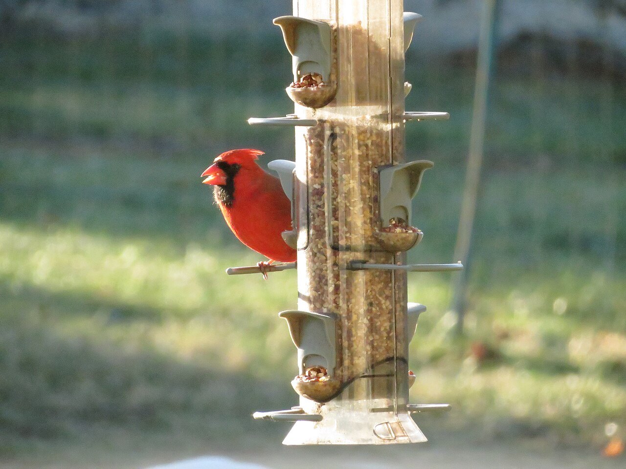 Northern cardinal on a platform bird feeder