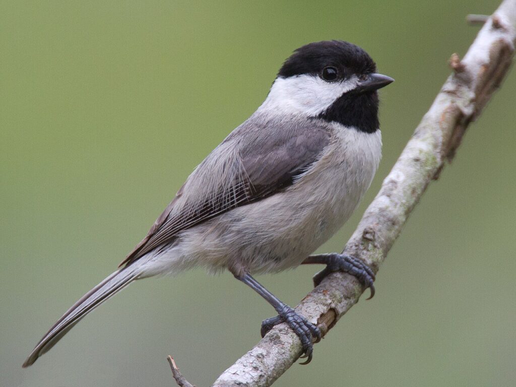 Carolina chickadee perched on a twig