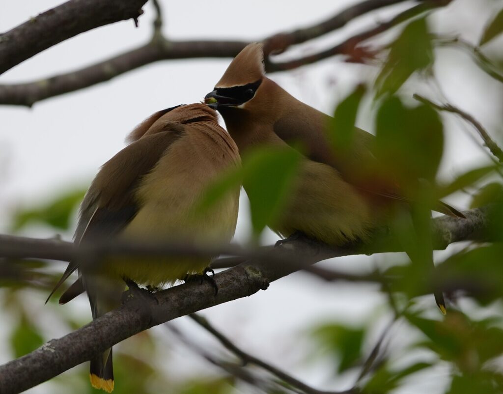 Two cedar waxwings passing a berry