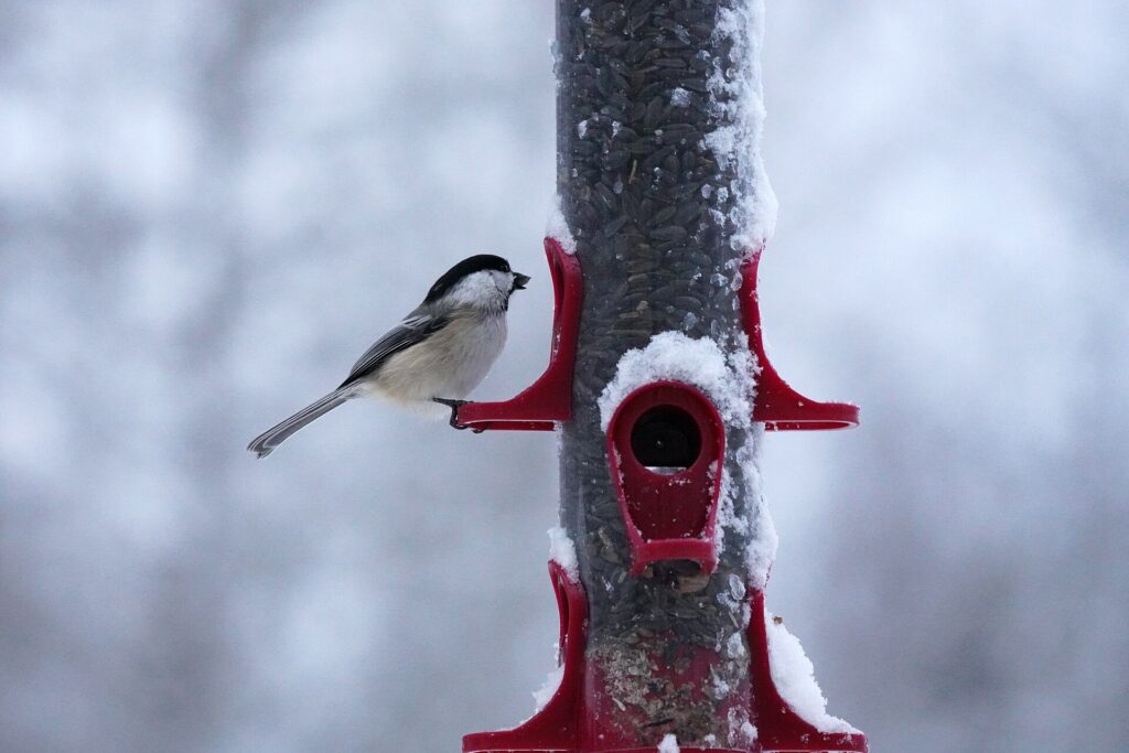 Black-capped chickadee at a bird feeder after a winter snowstorm
