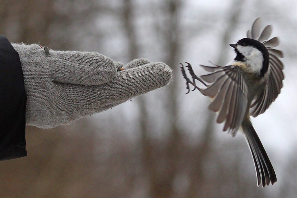 Black-capped chickadee landing on an open hand