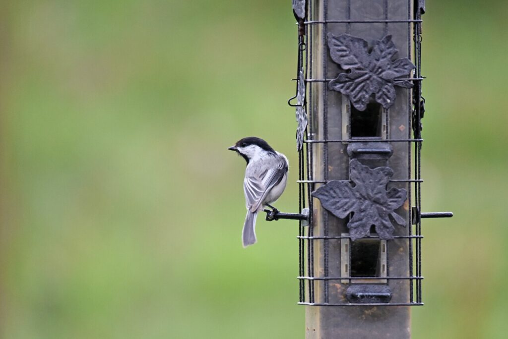 Black-capped chickadee taking a sunflower seed from a tube feeder